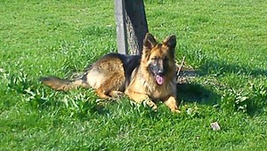 Nevideli ste Labku? Odmena istá!