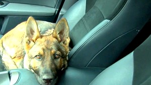 Štvorročné dieťa aj pes: policajti z Prievidze sa zmenili na záchranárov