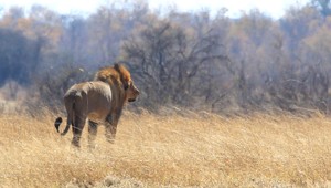 Lev zabil sprievodcu. Turisti ho prekvapili, keď žral korisť