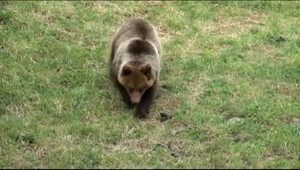 Hubári a turisti, majte sa na pozore. V tejto lokalite sa pohybuje viac medveďov ako inokedy