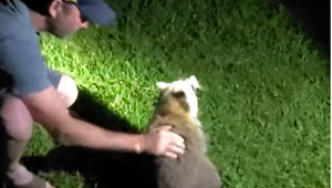 VIDEO: Muži zachránili medvedíka čistotného, ktorý sa dusil syrom