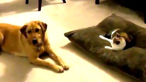 Nové pravidlá na letiskách v Rakúsku. Domácich miláčikov tiež skenujú