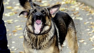 Pes sa zahryzol mužovi do ruky, nechcel sa pustiť. Napadnutý vbehol do vody, vlčiaka utopil