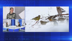 Štúdio 24: Slovensko sčítava zimné vtáctvo