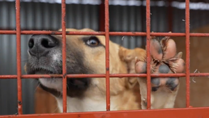 Ak počas vychádzky pustíte svojho psa na voľno, riskujete