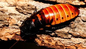 Pacientka našla v izbe šváby, nemocnica naplánovala dezinsekciu