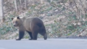 Štvornohý imigrant, bez povolenia a testu, opustil Slovensko. Vytočil tak Poliakov