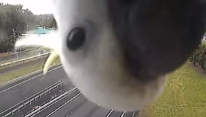 Papagáj sa rozhodol preskúmať kameru. Získal si milióny fanúšikov