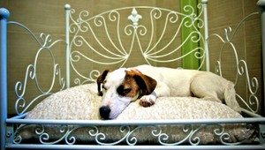 Psy varujú Rastislava (39) pred epileptickým záchvatom