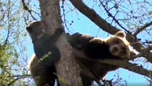 Ministerstvo už zriadilo komisiu na prešetrenie odstrelenia medvedice Ingrid