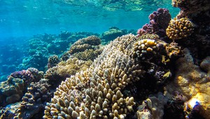 Startup Coral Vita stavia prvú pozemnú koralovú farmu na svete: Chce obnovovať útesy