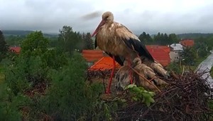 Silné dažde v Liptove vytápajú bocianie hniezda. Matky museli chrániť mláďatá vlastným telom