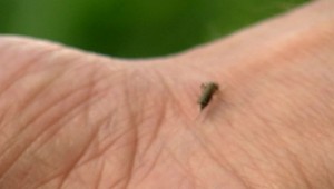 Komáre môžu prenášať závažné choroby. Pozrite si babské recepty, ako ich vystrnadiť z bytov