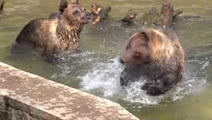 Mladé medvede z bojnickej zoo majú presunúť do Anglicka. Čas ale naťahuje situácia pre vtáčiu chrípku