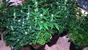 Konope pestoval u rodičov. Drogy aj predával!