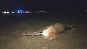 Jeleň vybehol priamo pred auto. Vodička a jej vnuk mali šťastie v nešťastí