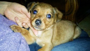 Zviera už nebude vec, niektoré druhy zakážu aj v cirkusoch