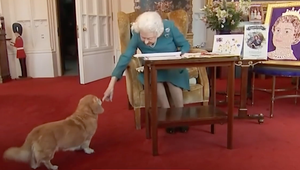 TOTO by kráľovnej zlomilo srdce! Koniec jej milovaných psov na kráľovskom dvore!