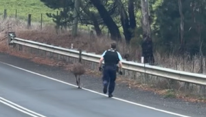 Nezvyčajná naháňačka pobavila internet: Policajt naháňal po ceste emu