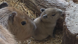 Bojnická zoo má dôvod na radosť: narodilo sa mláďa kapybary