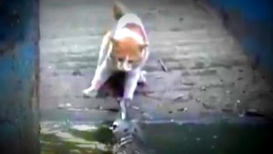 VIDEO. Mačka vs. krokodíl. Kabelka alebo kamarátstvo?