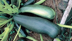 Nástrahy zo záhrady: ktorá zelenina môže byť jedovatá?