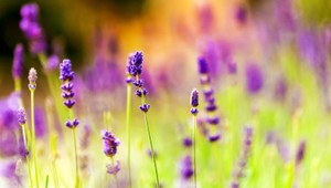 RECEPT. Takéto dobroty vyrobíte z levandule lekárskej