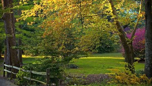Žena sa stratila v lese, desiatky dní prežila vďaka bobuliam
