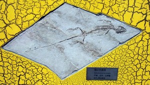 Toto je najstaršia fosília gravidnej jašterice