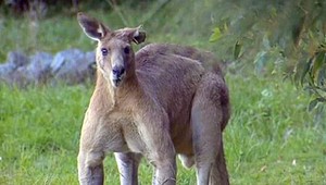 Obrovská kengura vyskakuje z kríkov a terorizuje ľudí