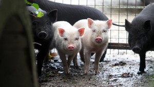 Africký mor ošípaných sa blíži. Najhoršie očakávajú aj slovenskí chovatelia