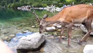 Tatranský jednorožec sa zatúlal do Poľska