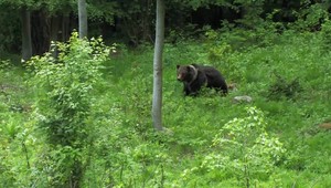 V lese objavili mŕtvu staršiu medvedicu. Niekto ju postrelil a prešla kilometre, kým skonala
