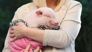 Ktorá celebrita si adoptovala prasiatko?