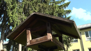 Ihličnany verzus parkovisko: Spor o 80-ročné stromy rozdelil susedov