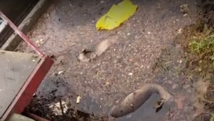 Stádo sŕn sa chcelo napiť vody, skončilo to tragédiou