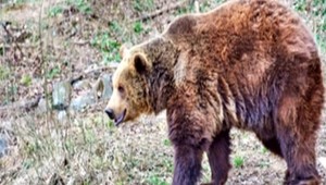 Medveď spôsobil škodu za viac ako sto eur. Jeho správanie si nevedia vysvetliť ani lesnící
