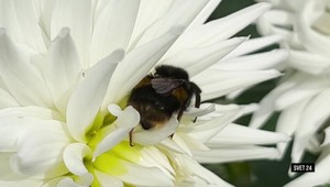 Najväčšie kuriozity v relácii Svet 24