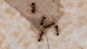 Ako sa vysporiadať s domácimi škodcami a hmyzom?