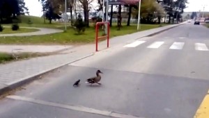 Akcia Donald: Prievidzskí policajti zachraňovali kačky