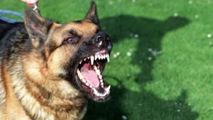 Najprv sa pobili psy. Potom ich majitelia