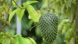 Graviola Guanábana – tropické ovocie ktoré zatočí s astmou i rakovinou