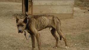 Stovky ľudí protestovali proti zabíjaniu túlavých psov jedom