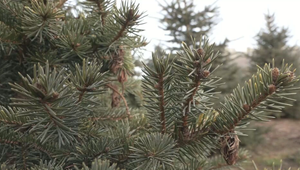 Vianoce s vôňou ihličia: Manželia Bujňákovci už 25 rokov pestujú živé stromčeky