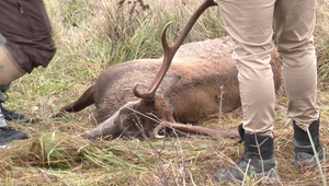 Pytliak zastrelil jeleňa šípom, mŕtve zviera našiel poľovník so psom
