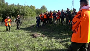 Obyvatelia Považskej Bystrice mali strach z diviakov. Na pomoc povolali poľovníkov