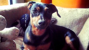 Hľadá sa psík Bendži, stratil sa na Silvestra