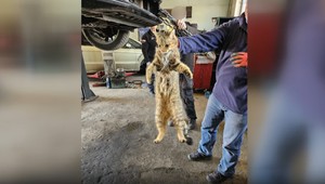 Pod kapotou si našiel vzácnu mačku divú. Príbeh má po pár týždňoch pokračovanie