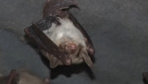 Netopiere zo Stredozemia si na Slovensku našli nezvyčajný domov