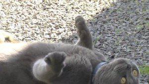 Ľudia na východe sú pobúrení: Chovateľka má predávať britské mačiatka, hoci sú smrteľne choré